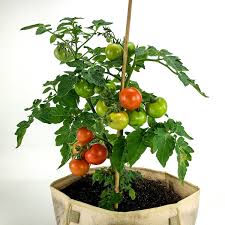 Tomato plant